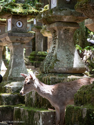 Osaka in Japan Nara