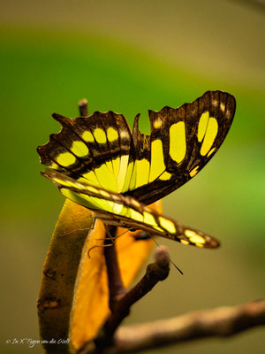 Iguazu Vogelpark Parque das Aves Brasilien
