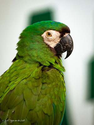 Iguazu Vogelpark Parque das Aves Brasilien