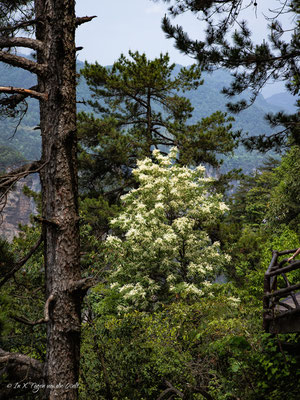 Zhangjiajie National Forest Park Avatar Berge in China