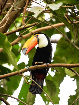 Iguazu Vogelpark Parque das Aves Brasilien