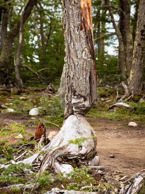 Laguna Esmeralda Wanderung Ushuaia