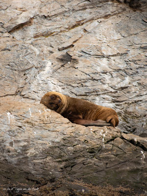 Beagle Kanal Bootstour Martillo Island ab Ushuaia