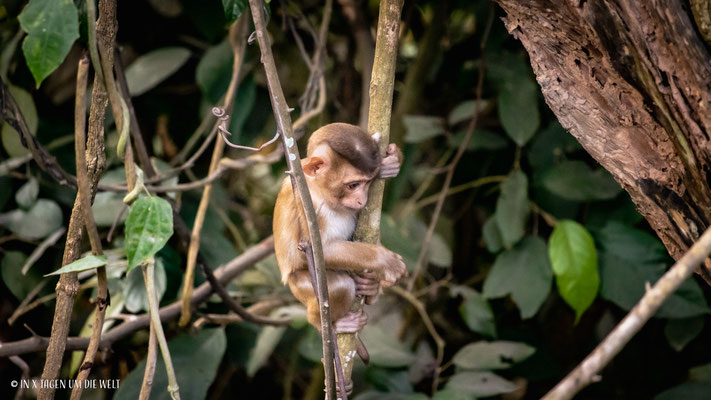 Khao Yai Nationalpark in Thailand
