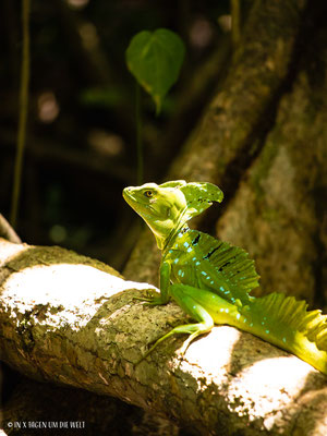 Puerto Viejo en Costa Rica