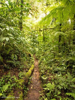 Monteverde Costa Rica