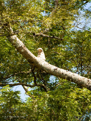 Pampas Tour in Bolivien Amazonas Rurrenabaque