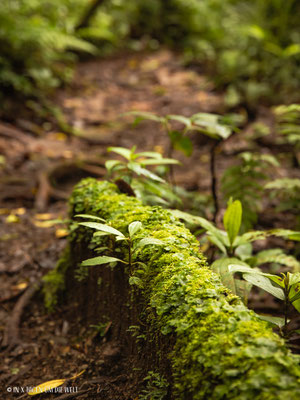 Monteverde Costa Rica