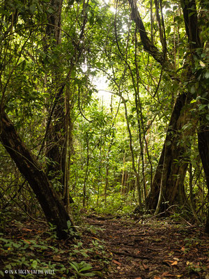 Cabo Blanco Nationalpark Costa Rica