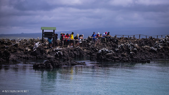 Tintoreras auf den Galapagos Inseln