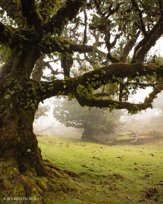 Feenwald Madeira Fanal Forest