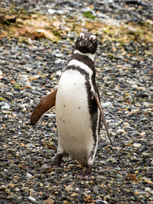 Beagle Kanal Bootstour Martillo Island ab Ushuaia