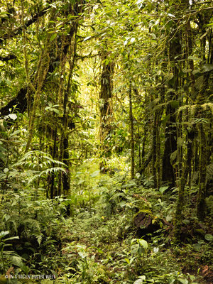 Monteverde Costa Rica