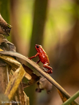 Puerto Viejo en Costa Rica