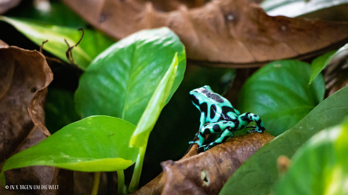 Puerto Viejo en Costa Rica