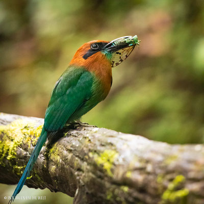 La Fortuna Costa Rica Regenwald