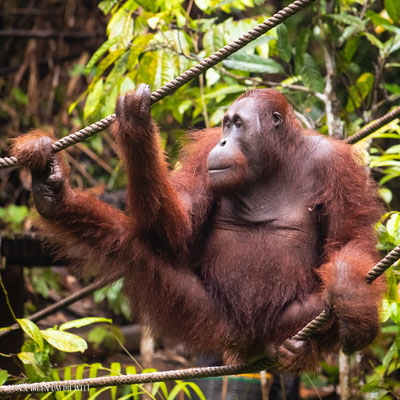Borneo Orang Utans besuchen Semenggoh Wildlife Center