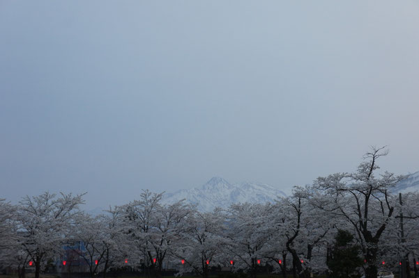 妙高山と桜のコラボレーション