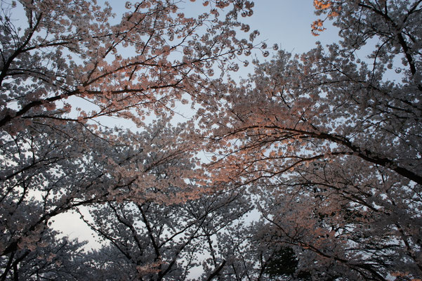 高田の桜は90歳。それでも、輝きつづけています