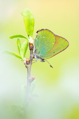 Grüner Zipfelfalter | Callophrys rubi