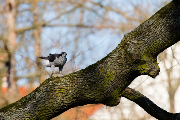 Habicht | Accipiter gentilis