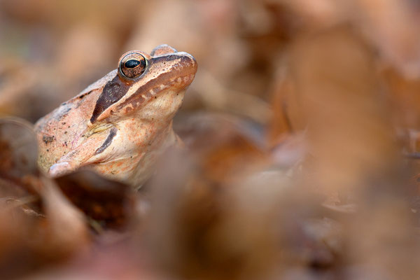 Springfrosch | Rana dalmatina