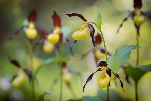 Gelber Frauenschuh | Cypripedium calceolus
