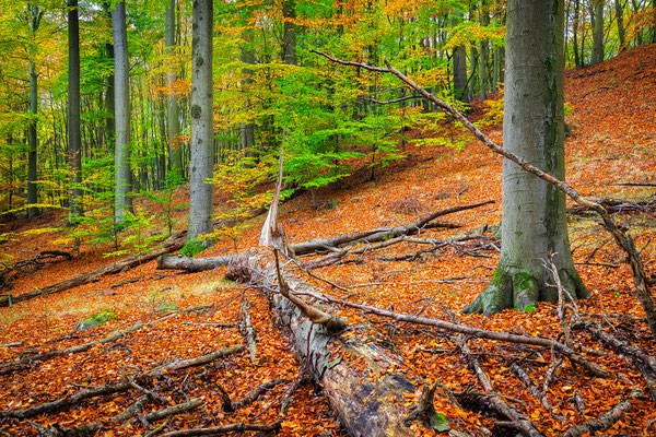 UNESCO-Weltnaturerbe Buchenwald Grumsin