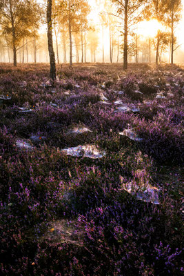 Reicherskreuzer Heide