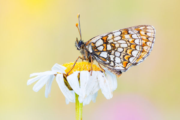 Westlichen Scheckenfalter | Melitaea parthenoides