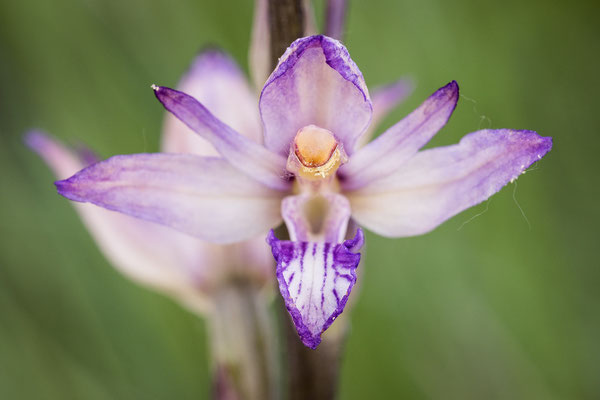 Violetter Dingel