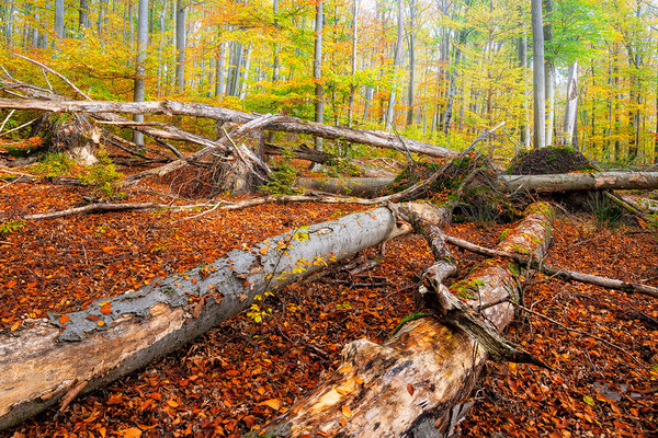 UNESCO Weltnaturerbe Grumsin