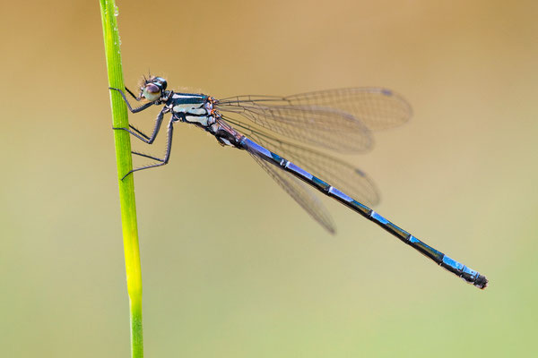 Sibirische Azurjungfer | Coenagrion hylas