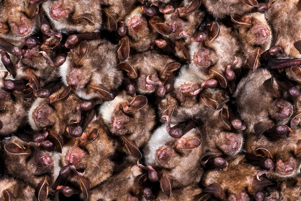 Große Mausohren | Myotis myotis