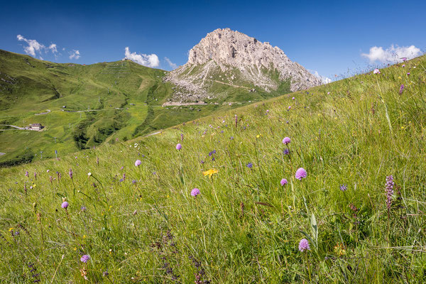 Kugelorchis im Lebensraum