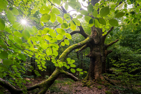 Urwald Sababurg