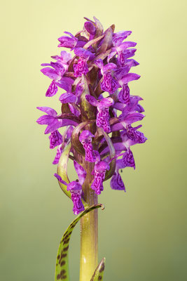 Blutrotes Knabenkraut