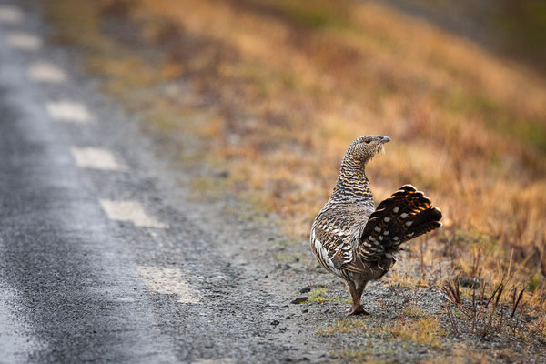 Ein Auerhuhn am Straßenrand