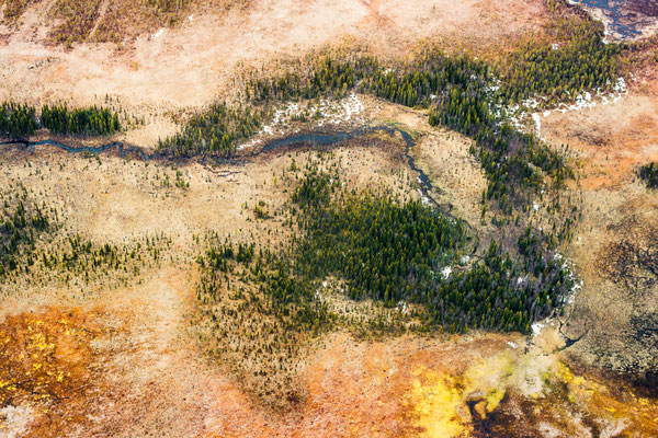 Ein typischer Lebensraum des Auerhuhns in Lappland