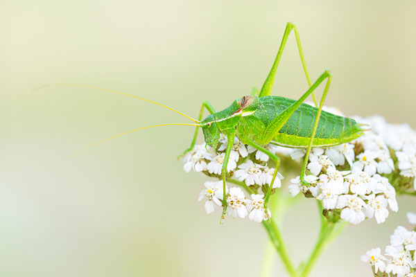 Kraussche Plumpschrecke | Isophya kraussii