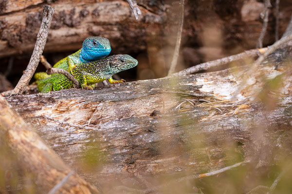 Östliche Smaragdeidechse | Lacerta viridis