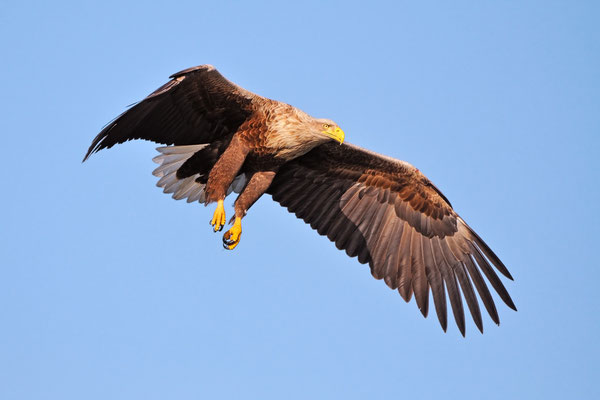 Seeadler | Haliaeetus albicilla