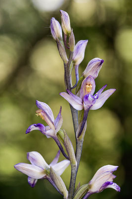 Violetter Dingel