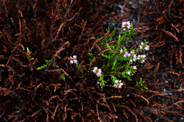 Heidekraut | Calluna vulgaris