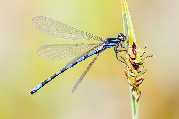 Sibirische Azurjungfer | Coenagrion hylas