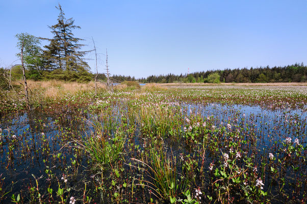 Lebensraum der Hauben-Azurjungfer in Norddeutschland