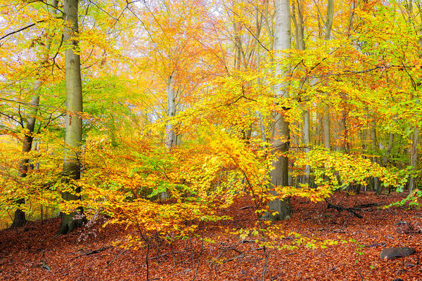 UNESCO-Weltnaturerbe Buchenwald Grumsin