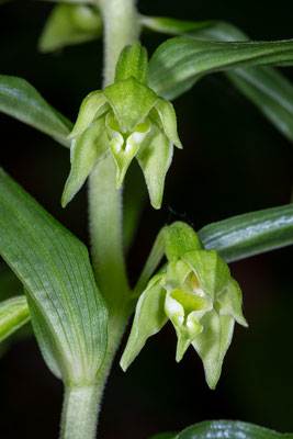 Altensteiner Varietät der Schmallippigen Stendelwurz | Epipactis leptochila var. altensteiniana