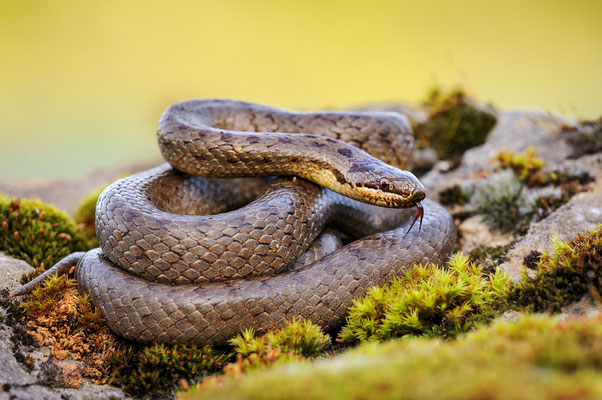 Schlingnatter, Glattnatter | Coronella austriaca