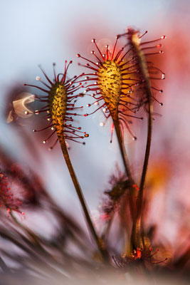 Mittlerer Sonnentau | Drosera intermedia